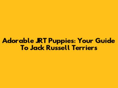 Adorable JRT Puppies: Your Guide To Jack Russell Terriers