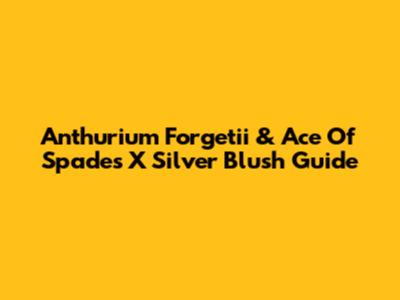 Anthurium Forgetii & Ace Of Spades X Silver Blush Guide