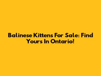 Balinese Kittens For Sale: Find Yours In Ontario!