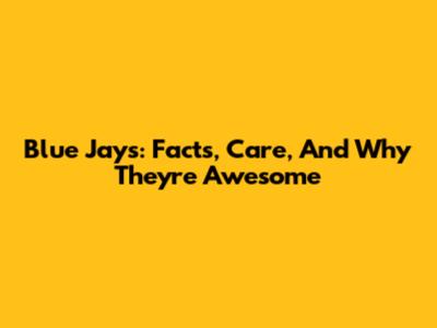 Blue Jays: Facts, Care, And Why They're Awesome