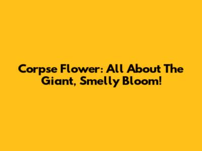 Corpse Flower: All About The Giant, Smelly Bloom!