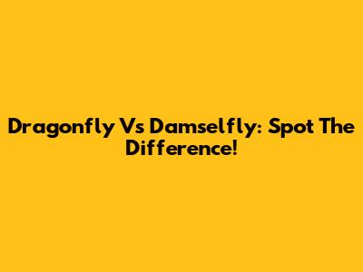 Dragonfly Vs Damselfly: Spot The Difference!