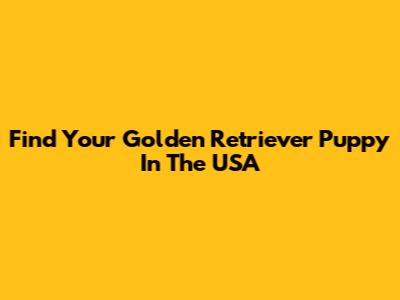 Find Your Golden Retriever Puppy In The USA