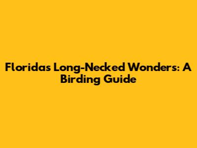 Florida's Long-Necked Wonders: A Birding Guide