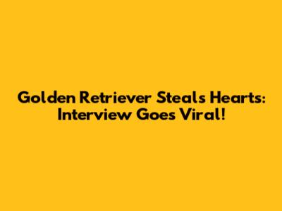 Golden Retriever Steals Hearts: Interview Goes Viral!
