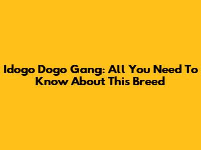 Idogo Dogo Gang: All You Need To Know About This Breed