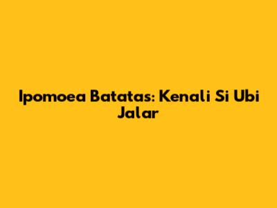 Ipomoea Batatas: Kenali Si Ubi Jalar