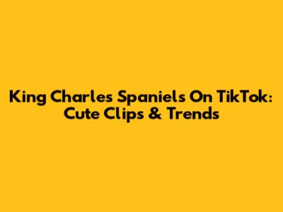 King Charles Spaniels On TikTok: Cute Clips & Trends