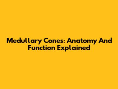 Medullary Cones: Anatomy And Function Explained