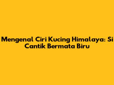 Mengenal Ciri Kucing Himalaya: Si Cantik Bermata Biru