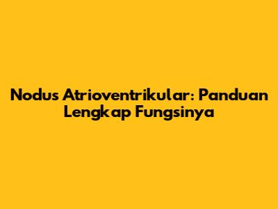 Nodus Atrioventrikular: Panduan Lengkap Fungsinya