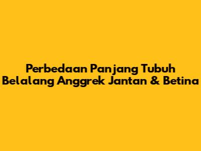 Perbedaan Panjang Tubuh Belalang Anggrek Jantan & Betina