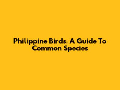 Philippine Birds: A Guide To Common Species
