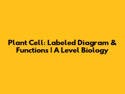 Plant Cell: Labeled Diagram & Functions | A Level Biology