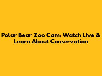 Polar Bear Zoo Cam: Watch Live & Learn About Conservation