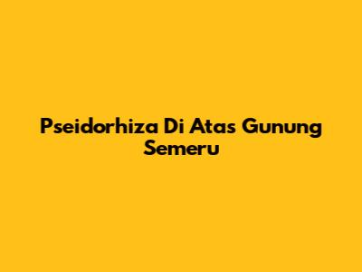 Pseidorhiza Di Atas Gunung Semeru