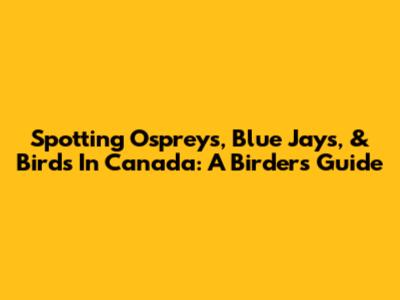 Spotting Ospreys, Blue Jays, & Birds In Canada: A Birder's Guide