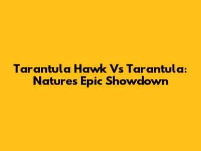 Tarantula Hawk Vs Tarantula: Nature's Epic Showdown