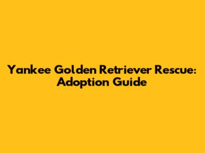 Yankee Golden Retriever Rescue: Adoption Guide